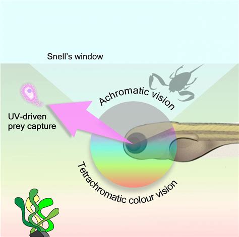 zebrafish vision system